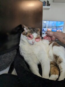 La Gata