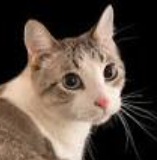 Miss Meow